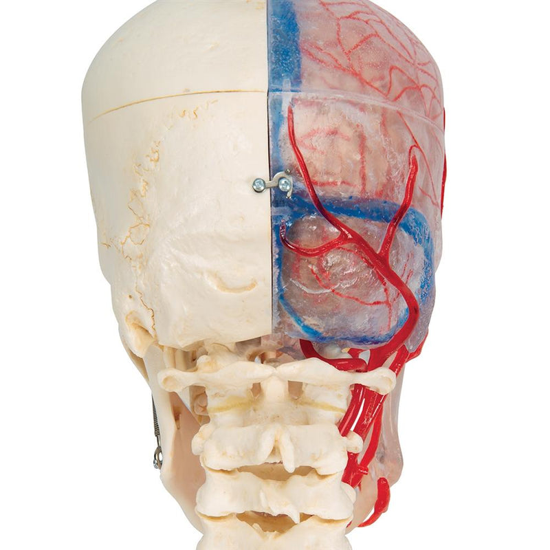 Skull Model Half Transparent and Half Bony with Brain and Vertebrae