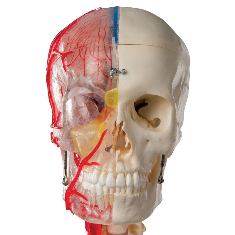 Skull Model Half Transparent and Half Bony with Brain and Vertebrae