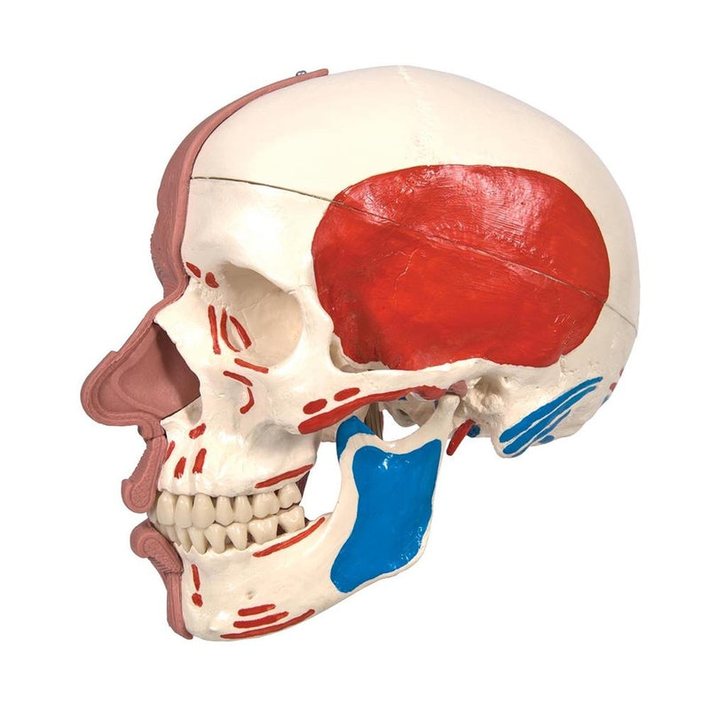 Skull Model with Face Musculature
