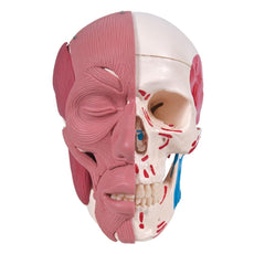 Skull Model with Face Musculature