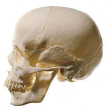 SOMSO 14-Piece Model of the Skull