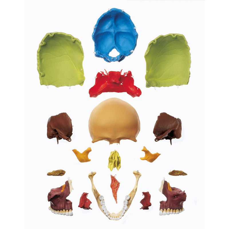 SOMSO 18-Pieces Model of the Skull - Didactic Colored