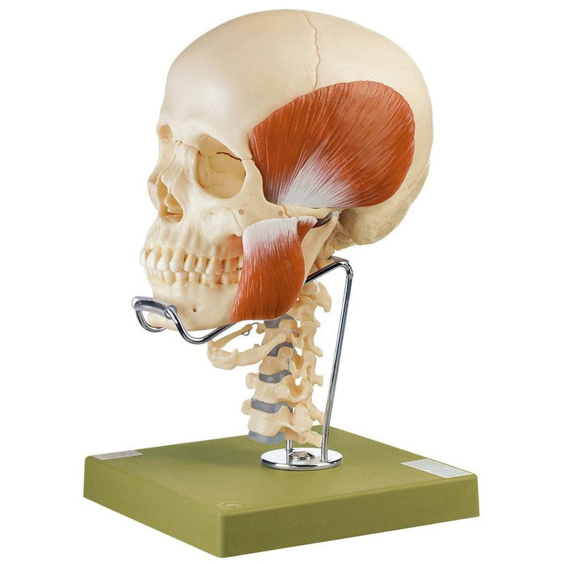 SOMSO 18-Pieces Model of the Skull w- muscles of mastication