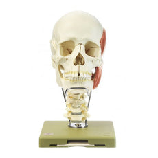 SOMSO 18-Pieces Model of the Skull w- muscles of mastication