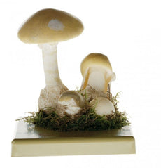 SOMSO Amanita Phalloides Model - 3 Stages