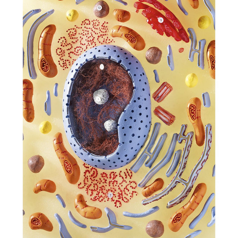 SOMSO Animal Cell, Enlarged 20,000 Times