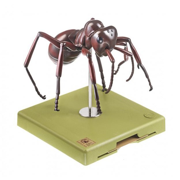 SOMSO Ant Model