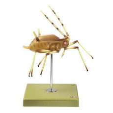 SOMSO Aphid Model