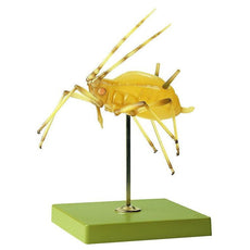 SOMSO Aphid Model