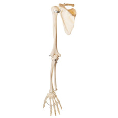 SOMSO Arm Skeleton with Shoulder Girdle