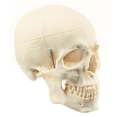 SOMSO Artifical Skull, Lower Jaw Movable