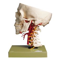 SOMSO Artificial Base of Skull with Arteries