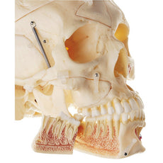 SOMSO Artificial Demonstration Skull of an Adult - 10 parts