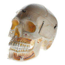 SOMSO Artificial Demonstration Skull of an Adult with Notation