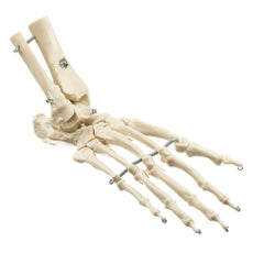 SOMSO Artificial Foot Skeleton of a Chimpanzee