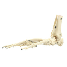 SOMSO Artificial Foot Skeleton of a Chimpanzee