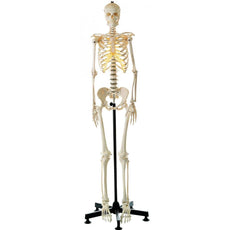 SOMSO Artificial Human Skeleton, Female