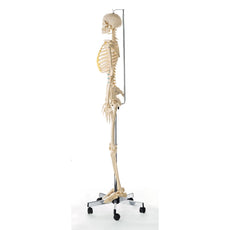 SOMSO Artificial Human Skeleton - Female with movable vertebral column
