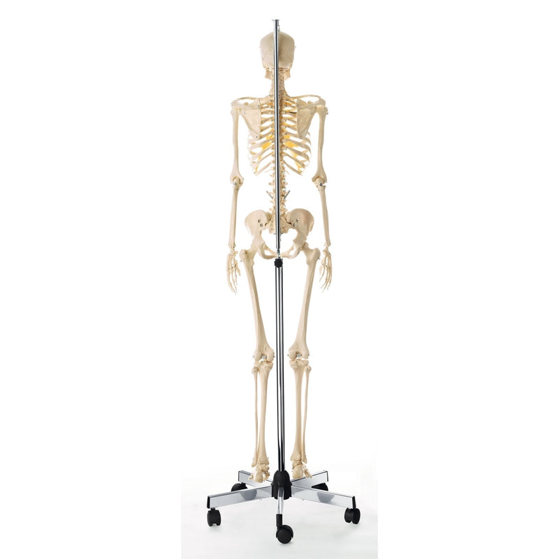 SOMSO Artificial Human Skeleton - Female with movable vertebral column