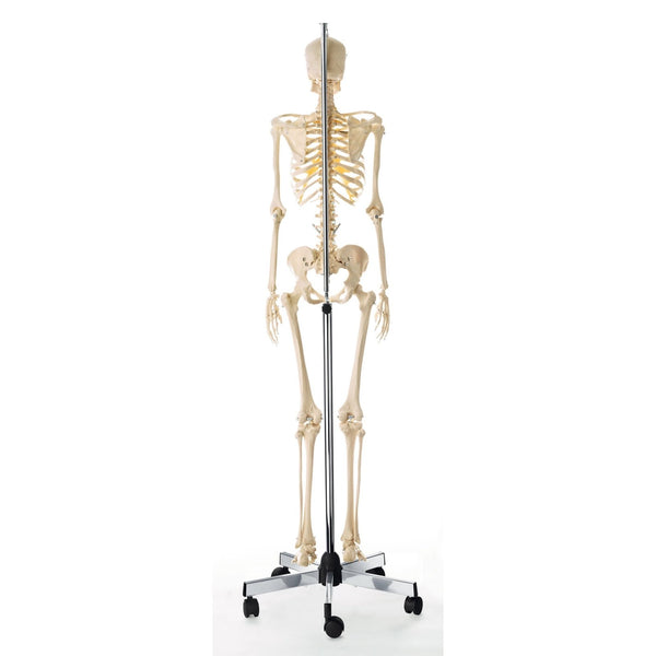 SOMSO Artificial Human Skeleton - Female with movable vertebral column ...