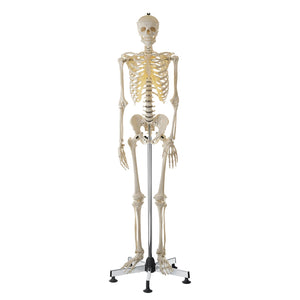 SOMSO Artificial Human Skeleton Life-size