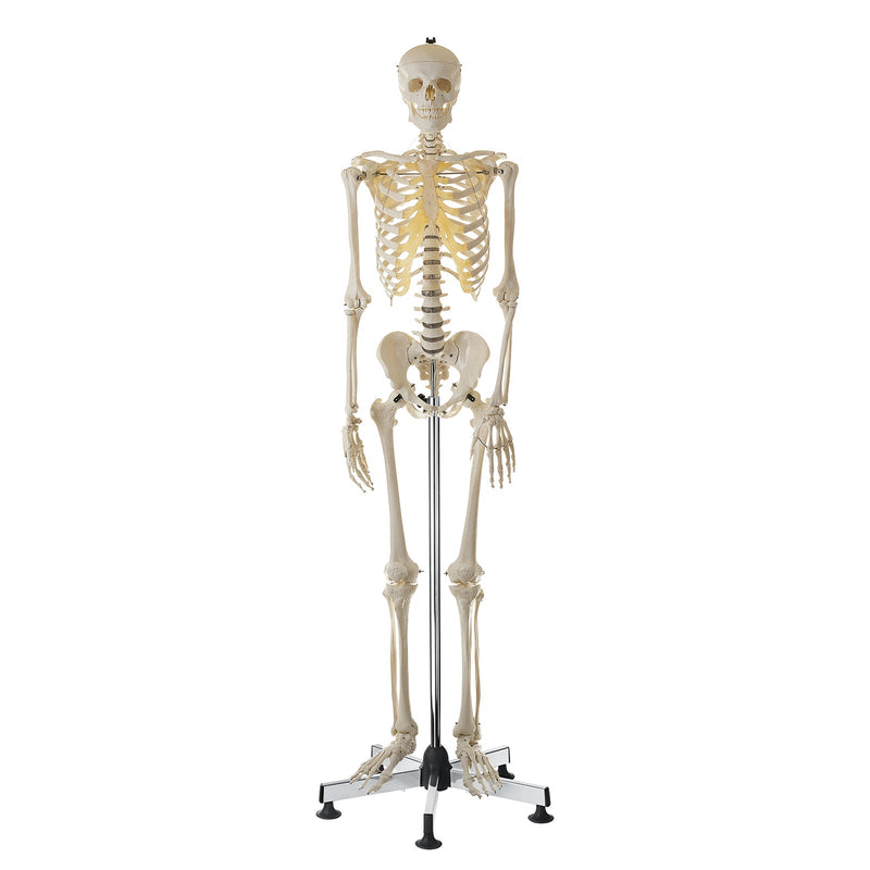 SOMSO Artificial Human Skeleton Life-size