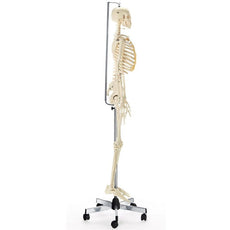 SOMSO Artificial Human Skeleton  - Male w- movable vertebral column