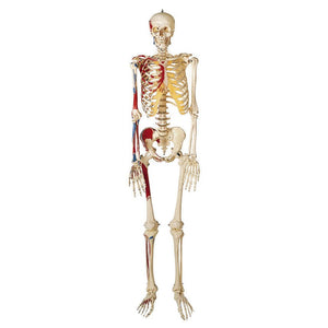 SOMSO Artificial Human Skeleton - Male with hook for hanging