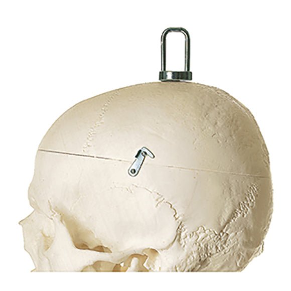 SOMSO Artificial Human Skeleton - Male with hook for hanging