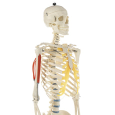 SOMSO Artificial Human Skeleton Model