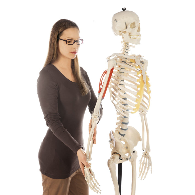 SOMSO Artificial Human Skeleton Model