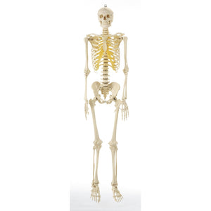 SOMSO Artificial Human Skeleton with Hook at the Skull - Male