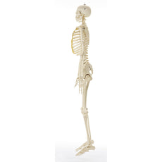 SOMSO Artificial Human Skeleton with Hook at the Skull - Male