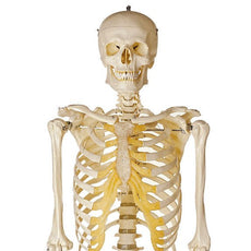 SOMSO Artificial Human Skeleton with Roller Stand