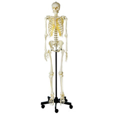 SOMSO Artificial Human Skeleton with Roller Stand