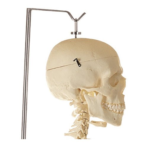 SOMSO Artificial Human Skeleton with Stand for Hanging