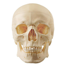 SOMSO Artificial Human Skull - 5 Parts