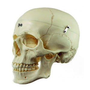 SOMSO Artificial Human Skull - 9 Parts