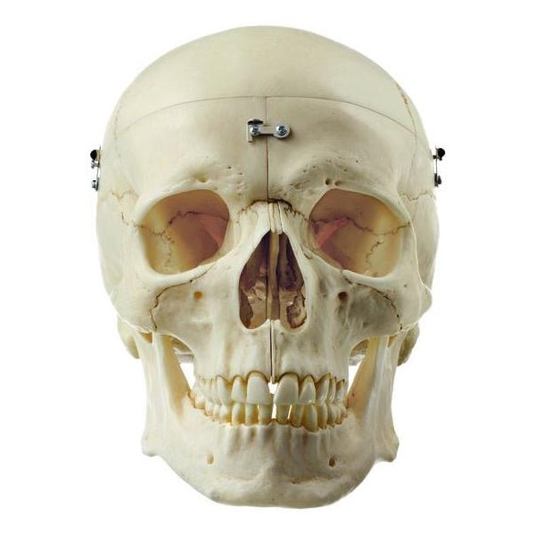 SOMSO Artificial Human Skull - 9 Parts