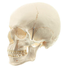 SOMSO Artificial Human Skull Model, 2 parts, Removable Lower Jaw