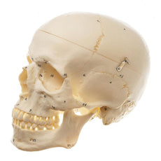 SOMSO Artificial Human Skull Model, 3 Parts - English and Latin
