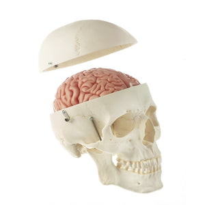 SOMSO Artificial Human Skull with Brain Model