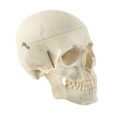 SOMSO Artificial Human Skull with Brain Model