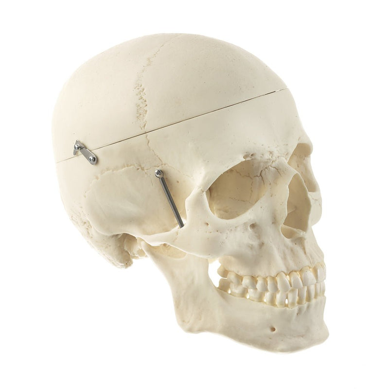 SOMSO Artificial Human Skull with Brain Model