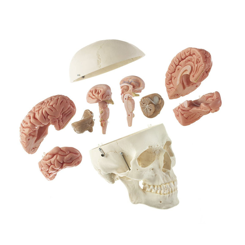 SOMSO Artificial Human Skull with Brain Model