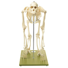 SOMSO Artificial Skeleton of a Chimpanzee