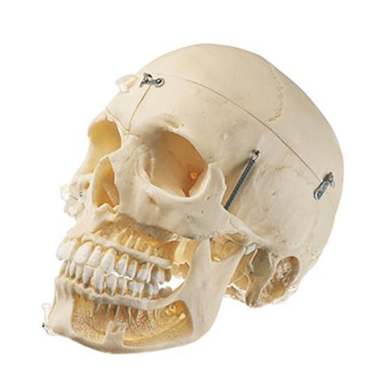 SOMSO Artificial Skull of an Adult - 10 parts