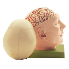 SOMSO Base of the Head with cranium