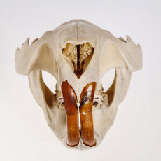 SOMSO Beaver Skull Model