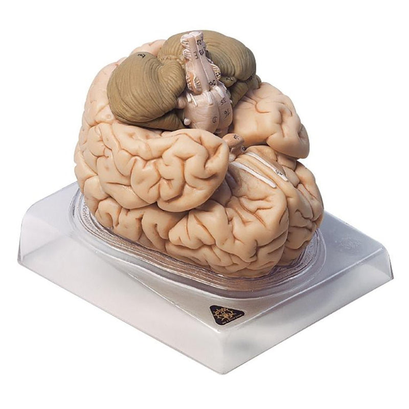 SOMSO Brain Model, 8 Parts